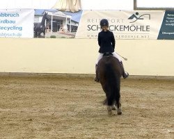 dressage horse Ability (German Riding Pony, 2005, from Alibi)