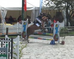 jumper Derraluna (German Riding Pony, 2000, from Constantin)