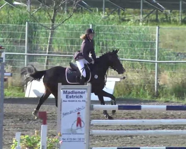 jumper Jay-C (German Riding Pony, 2005, from Desperado K)