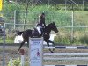 jumper Jay-C (German Riding Pony, 2005, from Desperado K)