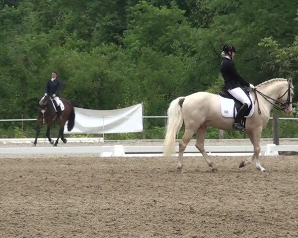 dressage horse Vive le Lumiere (German Riding Pony, 2006, from Veneciano)