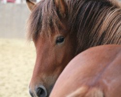 horse Leiftur von Himmighausen (Iceland Horse, 2010, from Ljósvaki frá Bergstöðum)