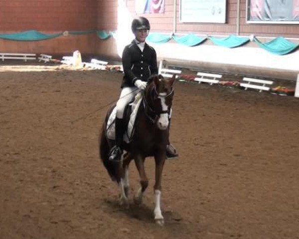 dressage horse Ko (Welsh-Pony (Section B), 2002, from Downland Goldflake)