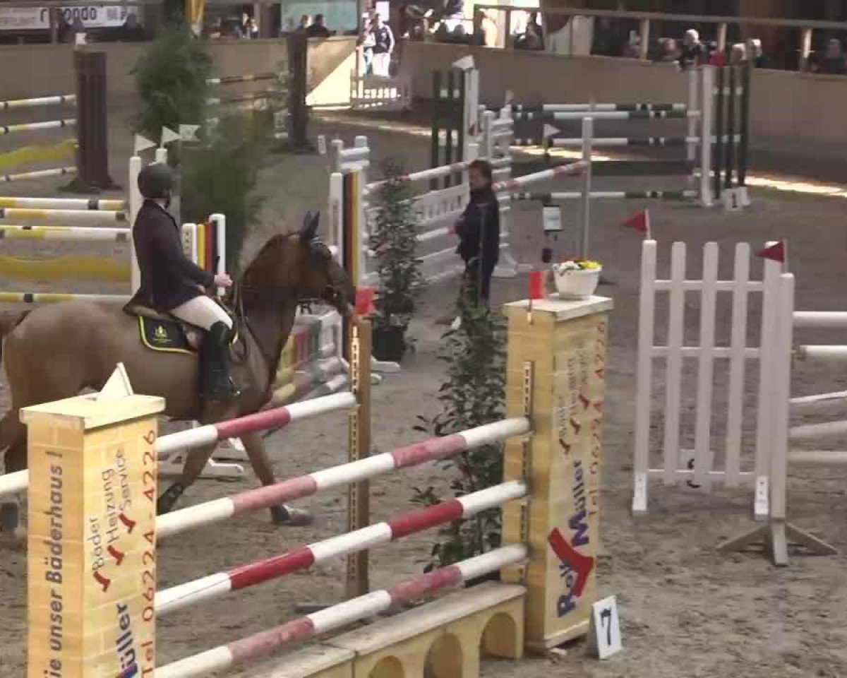 jumper Acords Lady (Oldenburg, 2001, from Acord II)