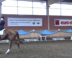 dressage horse Quando Boy (Oldenburg, 2004, from Quando-Quando)