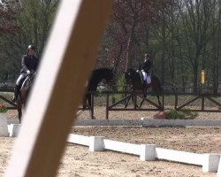 dressage horse Sam the Man J (Oldenburg, 2005, from Sandro Prinz)