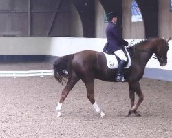 dressage horse Samba Royal 2 (Oldenburg, 2006, from Samba Hit I)