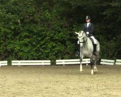 dressage horse Lubano S (Oldenburg, 2005, from Loredano 2)