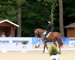 dressage horse Quiroga (Oldenburg, 2002, from Quando-Quando)