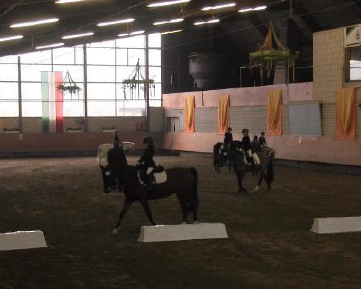 dressage horse Darija Mae (Oldenburg, 2002, from Depardieu 11)