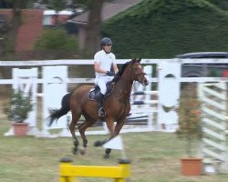 jumper Crazy Boy 13 (Oldenburg, 2001, from Cordial Medoc)