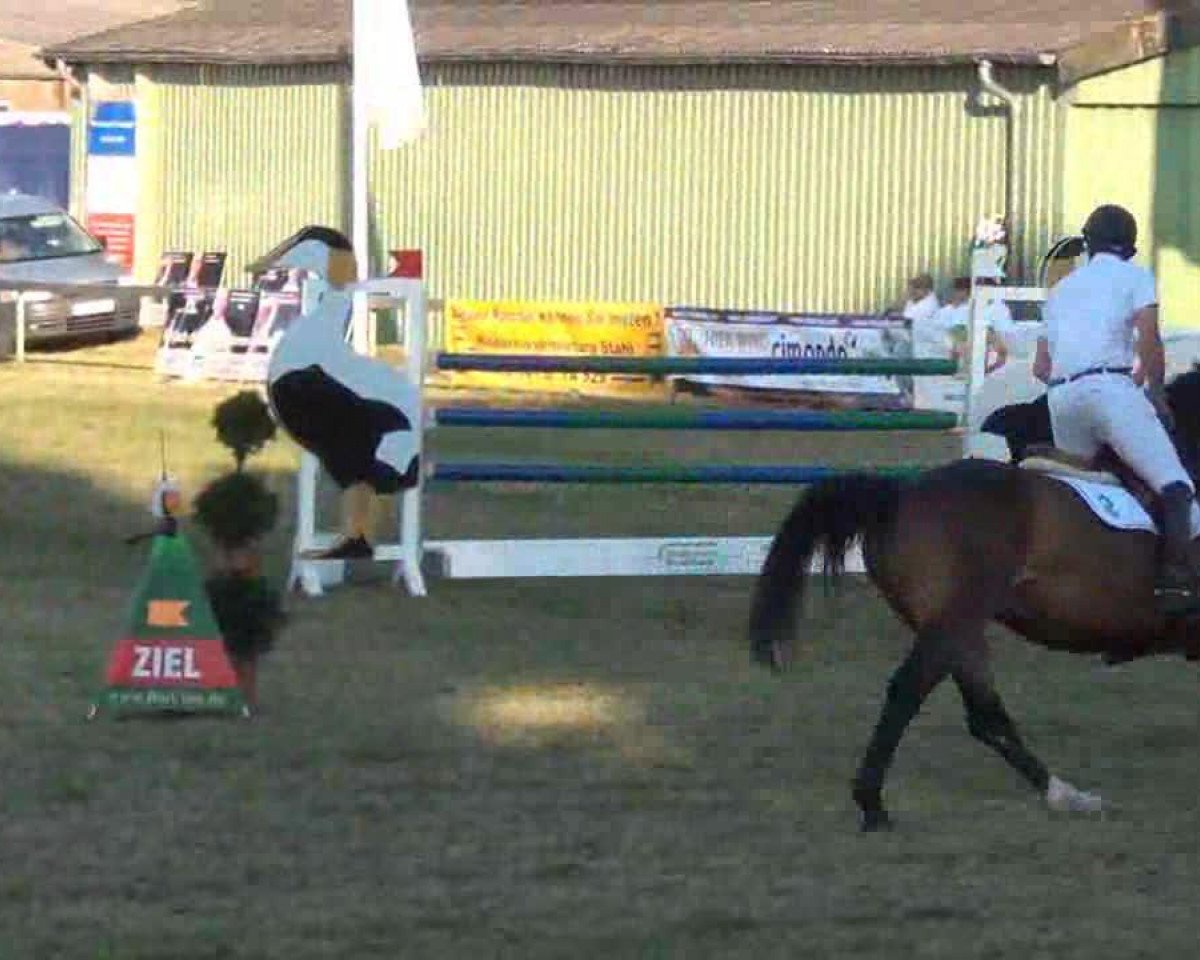 jumper Bala D'Or (Oldenburg, 2006, from Balou du Rouet)