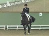 dressage horse Don Rubilord (Oldenburg, 2002, from Don Gregory)