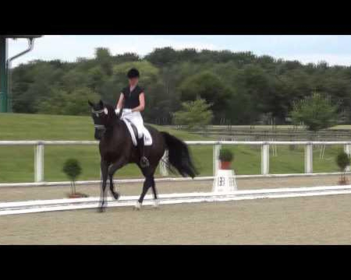 stallion Don Daxau (Oldenburg, 2008, from Diamond Hit)