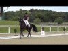 stallion Don Daxau (Oldenburg, 2008, from Diamond Hit)