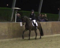 dressage horse Fire on Ice 2 (Oldenburg, 2006, from Florencio I)