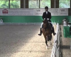 dressage horse Fioretto 35 (Oldenburg, 2007, from Fidertanz)