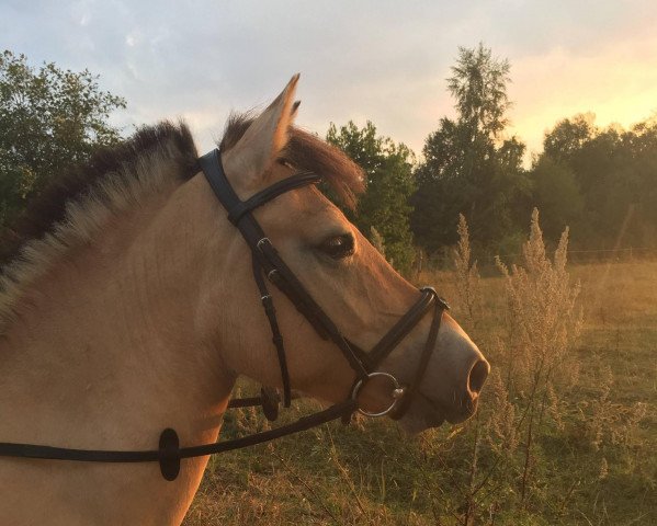 horse Kim (Fjord Horse, 2014, from Kunar)