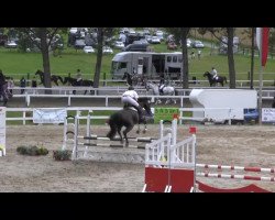 dressage horse Civetta N (Oldenburg, 2005, from Don Romantic)