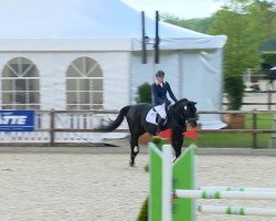 dressage horse Con Passione (Oldenburg, 2000, from Curacao I)