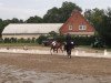 dressage horse Darius 529 (Oldenburg, 2006, from Don Larino 171 FIN)