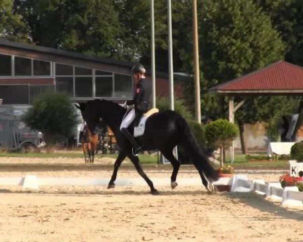 dressage horse Don Dayly (Oldenburg, 2002, from Depardieu 11)