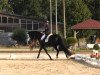 dressage horse Don Dayly (Oldenburg, 2002, from Depardieu 11)