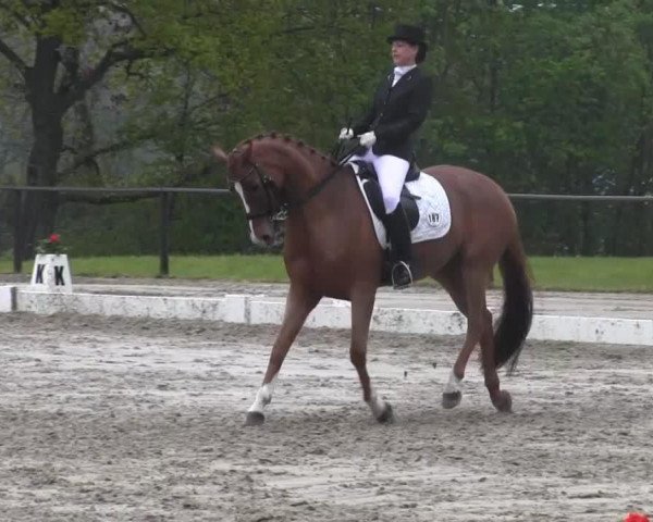 dressage horse Sanshine (Oldenburg, 2005, from San Rubin)