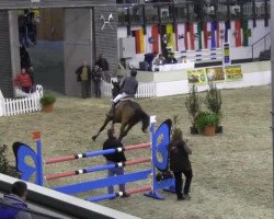 jumper Coco Jambo 13 (Oldenburg, 2001, from Cheenook)