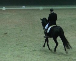 dressage horse Savoy Rubin (Oldenburg, 2005, from Sir Donnerhall I)