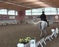 dressage horse Coco Paradieso (Oldenburg, 2002, from Cheenook)