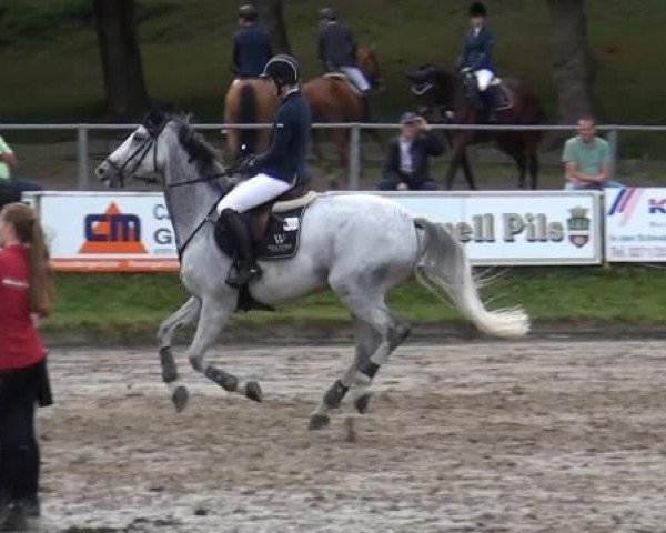 jumper Cristaco - R (Oldenburg, 2007, from Cristo)