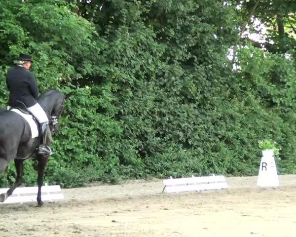 dressage horse Duke of Glory (Oldenburg, 2000, from Dream of Glory)