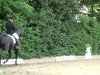 dressage horse Duke of Glory (Oldenburg, 2000, from Dream of Glory)