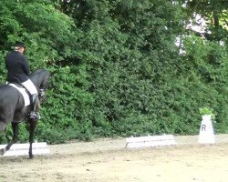 dressage horse Duke of Glory (Oldenburg, 2000, from Dream of Glory)