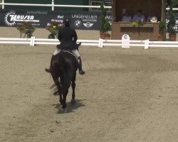 dressage horse Daimler Royal B (Oldenburg, 2006, from Depardieu 11)