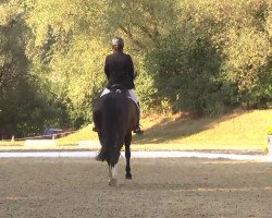 dressage horse De La Petite Souris (Oldenburg, 2003, from Don Rubin 3)