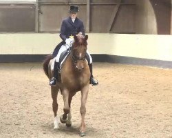 dressage horse Floretto Gold G (Oldenburg, 2006, from Florencio I)