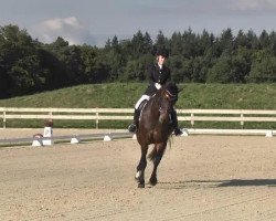 dressage horse Ballerina 258 (Oldenburg, 2007, from Balloon)