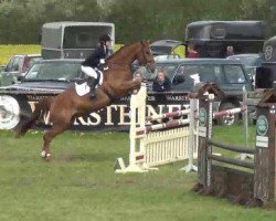 dressage horse Witchcraft 9 (Oldenburg, 2001, from Wolkentanz II)