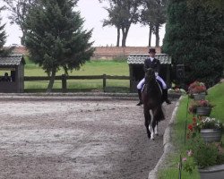 dressage horse Dragon Dancer (Oldenburg, 2001, from De Niro)