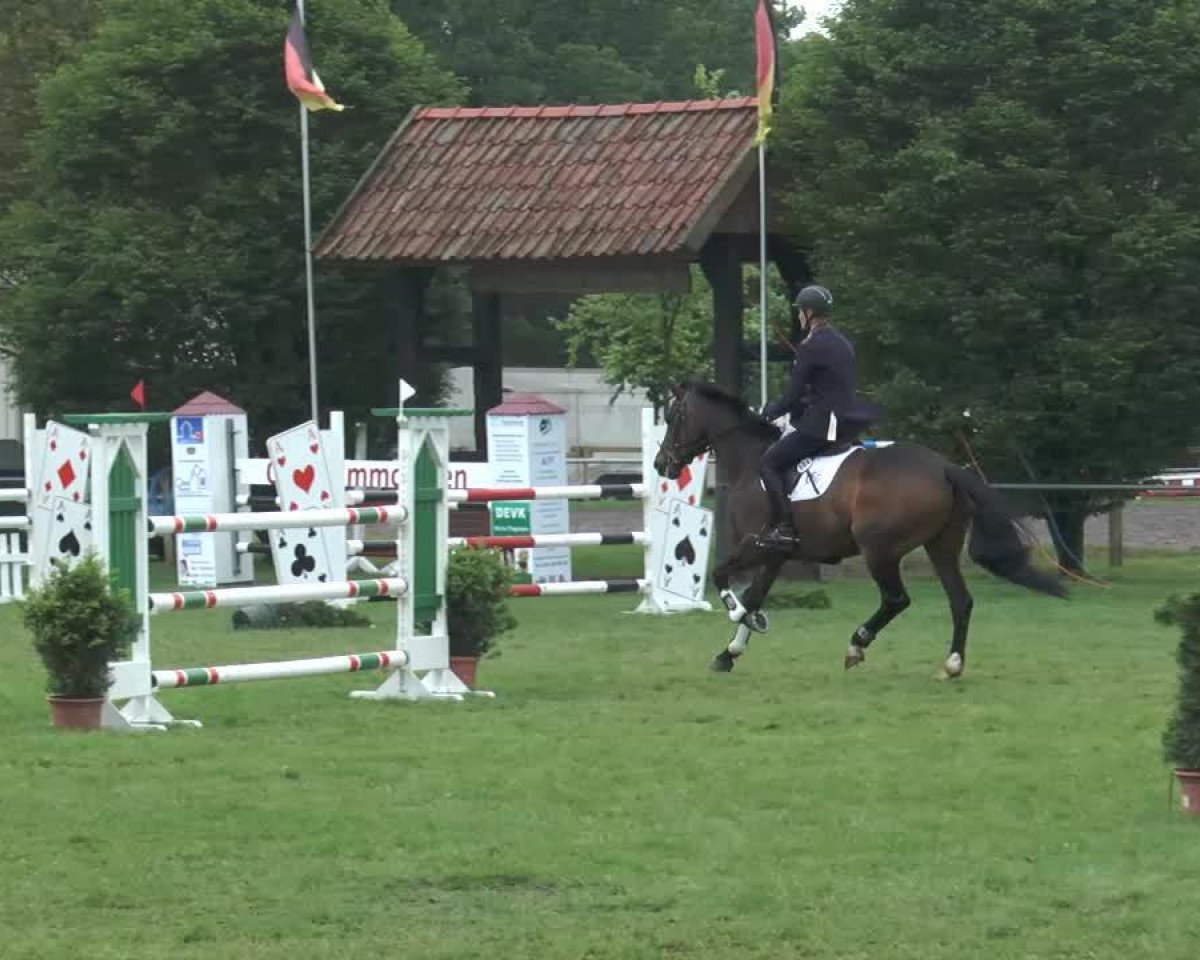 Springpferd Quidam's Coquard (Oldenburger, 2006, von Quidam's Rubin)