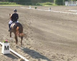 dressage horse Desperados 43 (Oldenburg, 2005, from Dr Doolittle 45)