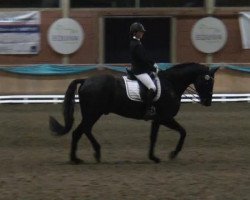 dressage horse Habanero 14 (Oldenburg, 2003, from Harvard)