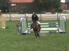 jumper Belinda (Oldenburg, 2005, from Balou du Rouet)