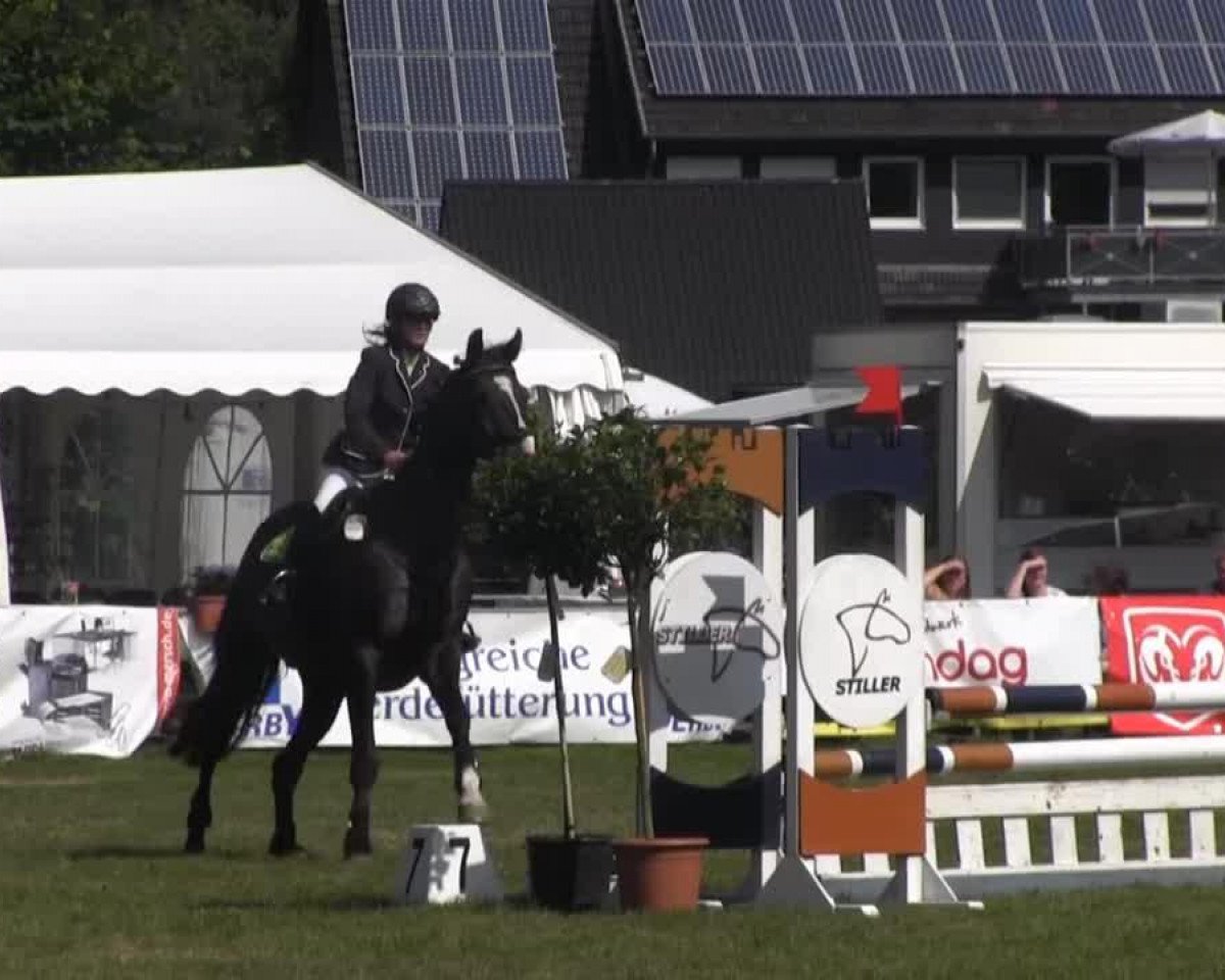 Springpferd La Coeur 5 (Oldenburger, 2002, von Likoto xx)