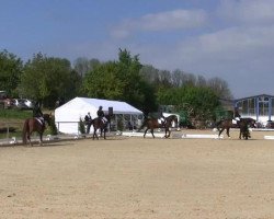 dressage horse Robin Hood 223 (Oldenburg, 2000, from Rubinstein I)