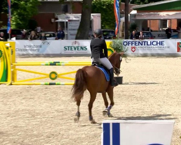 dressage horse Rashido sant Djego (Oldenburg, 2006, from Rouletto)