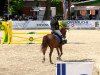 dressage horse Rashido sant Djego (Oldenburg, 2006, from Rouletto)