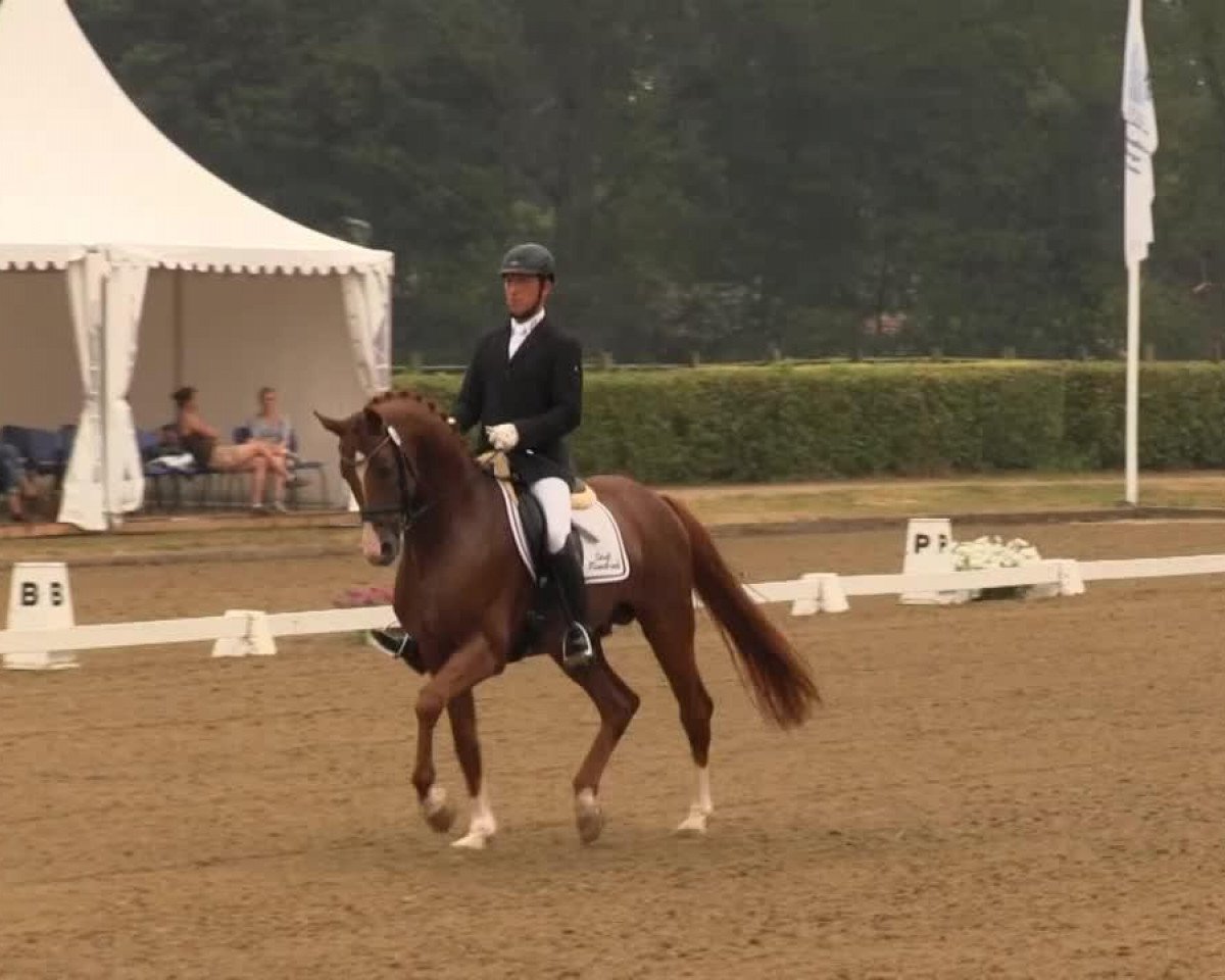 stallion Flexio (Oldenburg, 2008, from Fürst Romancier)